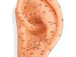 Auricular therapy services, servicing Clearwater, FL and Palm Harbor, FL